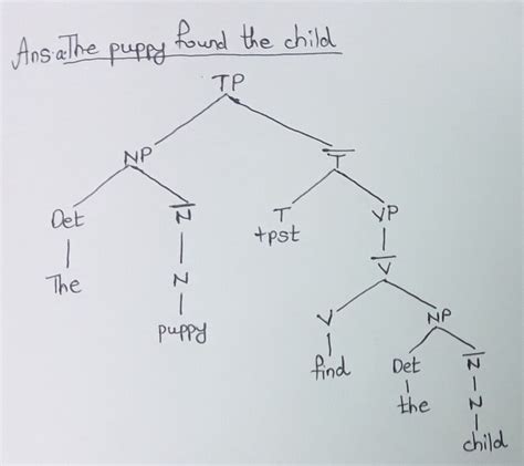 Solved Adhering To The X Bar Schema Draw Phrase Structure Trees For The Course Hero