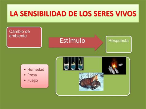 Ppt Funciones Vitales De Los Seres Vivos Powerpoint Presentation Free Download Id923941