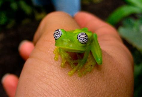 Watch Out, This Ghost Glass Frog's Got the Crazy Eyes!! | Featured Creature