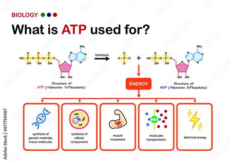 Biology diagram explain using of ATP, the power energy carrier in cell ...