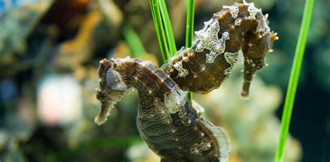 Cosas Que No Sab As Sobre Los Caballitos De Mar