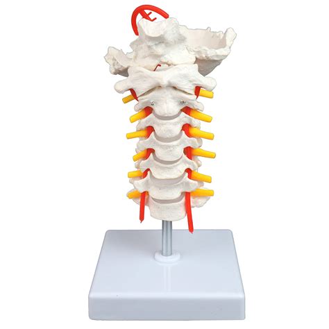 Buy Parco Scientific Pb Cervical Spine With Nerves Arteries Life