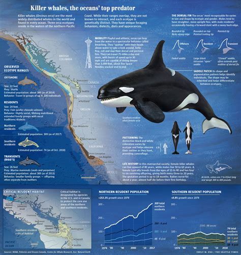 Killer Whale Skeleton Diagram