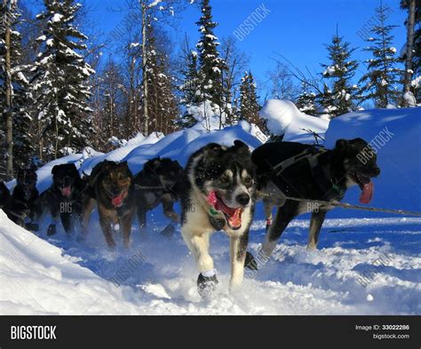 Iditarod Trail Sled Image & Photo (Free Trial) | Bigstock