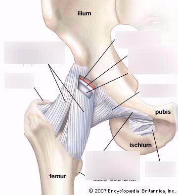 Hip joint ligaments Diagram | Quizlet