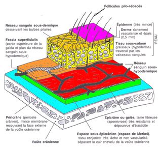 La Peau Le Cuir Chevelu Site De Bvcoiftec