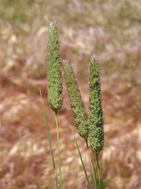 Bulbous Canarygrass, Phalaris aquatica