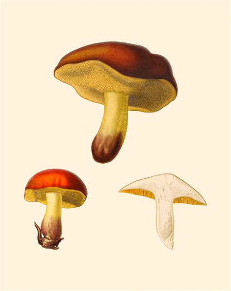 Mushrooms Vintage Art Free Stock Photo Public Domain Pictures