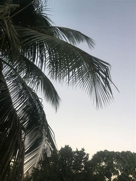 The View From Under A Palm Tree Looking Up Into The Sky