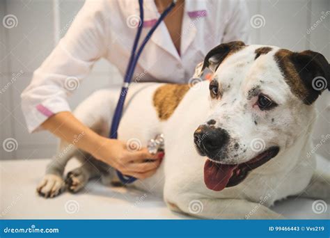 Female Veterinarian with Dog at Vet Clinic Stock Image - Image of care, medicine: 99466443