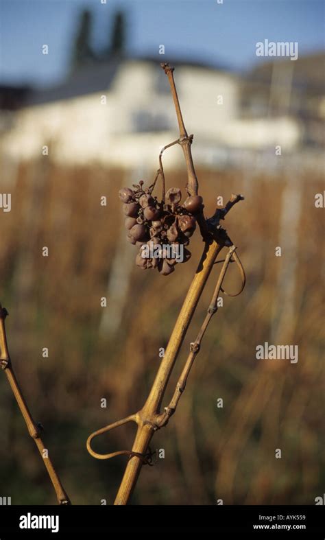 Dry Grapes 1 Stock Photo - Alamy