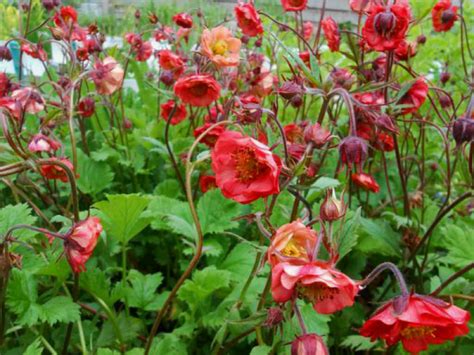 How To Grow And Care For Geum World Of Flowering Plants