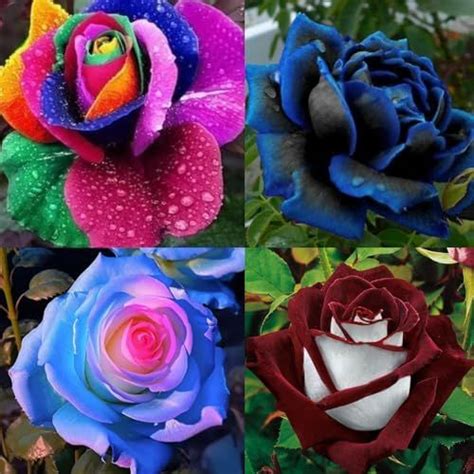 30 Pcs Rare Rose Seeds For Planting Exotic Rare Flower Seeds Fresh Hardy Fragrant Striking