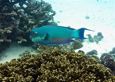 Steephead Parrotfish Chlorurus Microrhinos Underwater Pictures Life