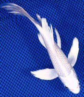 8 Butterfly Platinum Ogon Live Koi Fish Pond Garden BKD On PopScreen