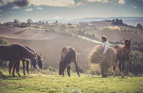 Sol Do Sul Organise La Projection De Em Busca Do Cavalo Crioulo