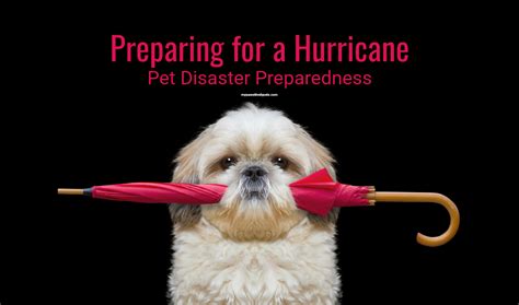 Preparing For A Hurricane Pet Disaster Preparedness Pawsitively Pets