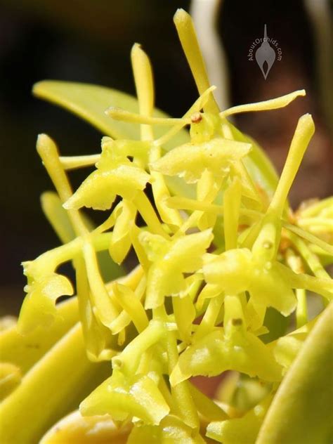 Aboutorchids Blog Archive Epidendrums