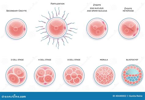 Fertilised Cell Development Stages From Fertilization Till Morula Cell