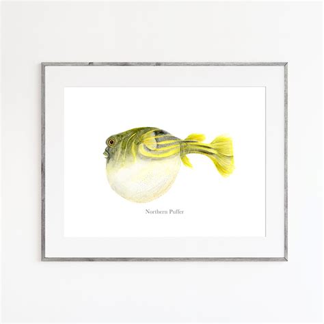 Northern Puffer Watercolor Print | Fishing Decor | Tiny Toes Design