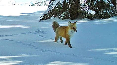 The Sierra Nevada red fox is now protected and listed as an endangered ...