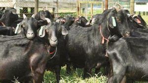 Best Black Bengal Goat In West Bengal- Black Bengal Goat Farm In West ...