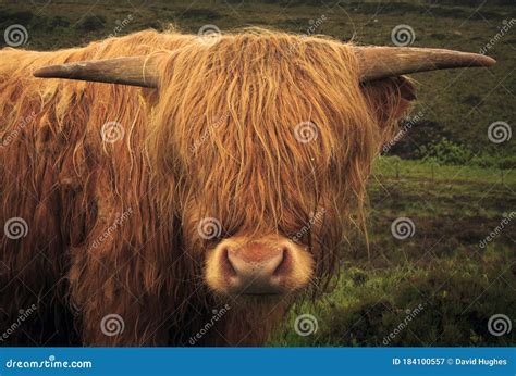 Portrait of a Young Highland Cow Stock Image - Image of face, snout ...