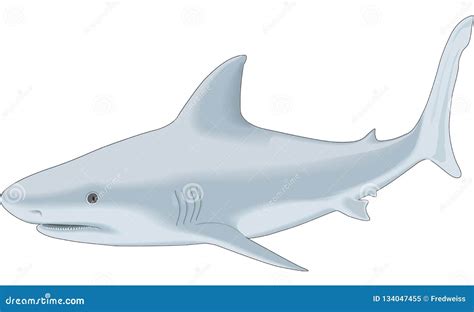 Bull Shark Illustration stock vector. Illustration of ocean - 134047455