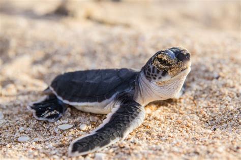 Species Feature: Green Turtle | Australian Wildlife Journeys