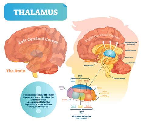 Limbic System Diagram And Functions