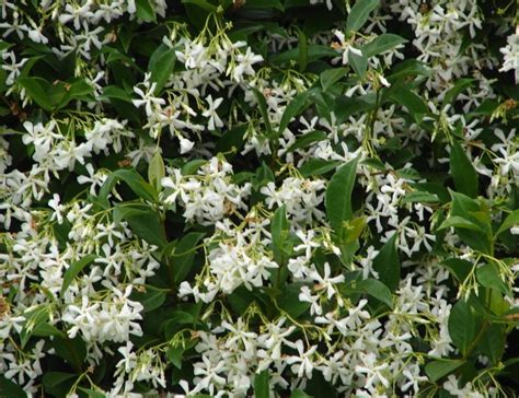 Front Yard Landscaping with Jasmine: Using Ground Cover to Add Depth ...