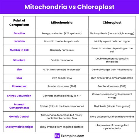 Mitochondria vs Chloroplast - Difference Explained with functions ...