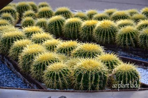 Golden Barrel Cacti So Many Uses Ramblings From A Desert Garden