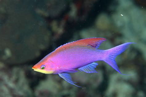 Purple Anthias