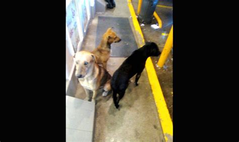 Alertan Contra Plaga De Agresivos Perros Callejeros Periodico Encuesta