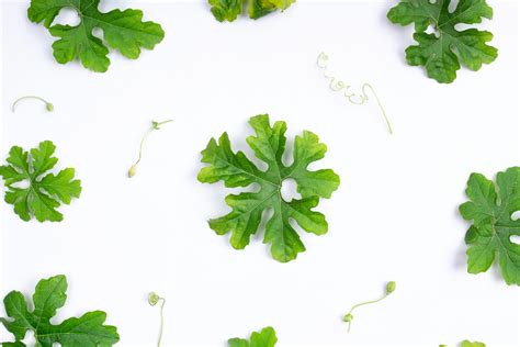 Fresh Green Edible Leaves · Free Stock Photo