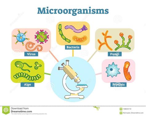 ¿cuales son las tres funciones vitales de los microorganismos ...