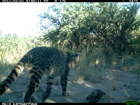 geoffroy's cats 9