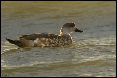 Crested Duck Page