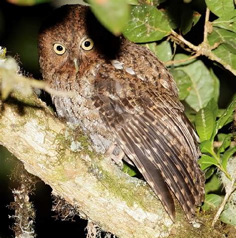 The World Of Owls Naked Owls INEWS