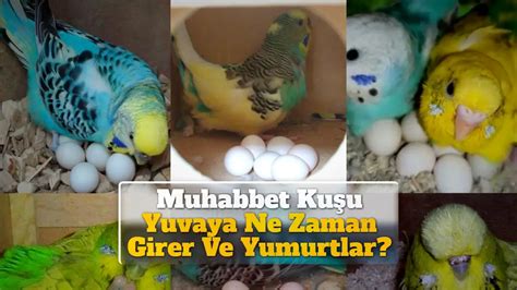 Muhabbet Kuşu Yuvaya Ne Zaman Girer Ve Yumurtlar