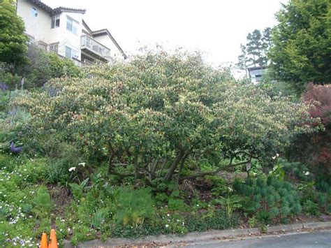 Cotoneaster Lacteus