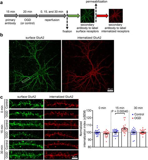 Endocytosis And Lysosomal Degradation Of GluA2 3 AMPARs In Response To