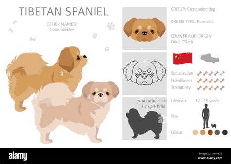 Tibetan spaniel clipart. Different poses, coat colors set. Vector ...