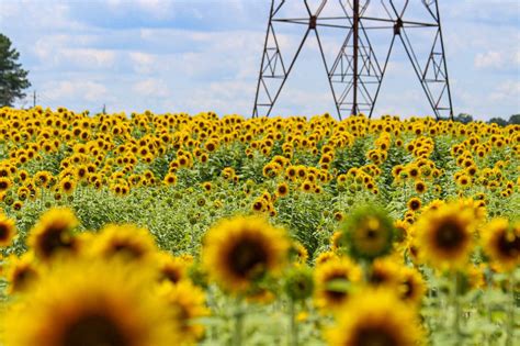 12 Sunflower Fields to Visit This Summer