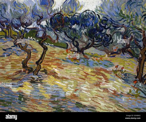 Vincent van Gogh - Olive Trees Stock Photo - Alamy