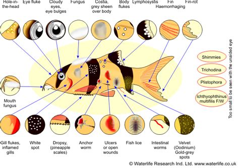 Tropical Aquarium Fish Disease Diagnosis And Treatment