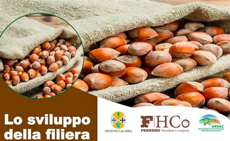 Lo Sviluppo Della Filiera Del Nocciolo In Calabria Prospettive E Strumenti