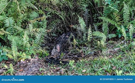 Dead Alligator Carcase in the Swamp Stock Image - Image of louisiana ...