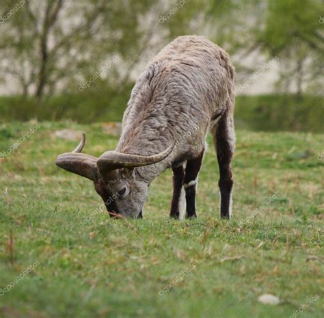 Bharal — Stock Photo © johnbraid #11461791